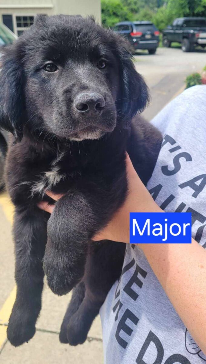 Major - The Road Home Animal Project