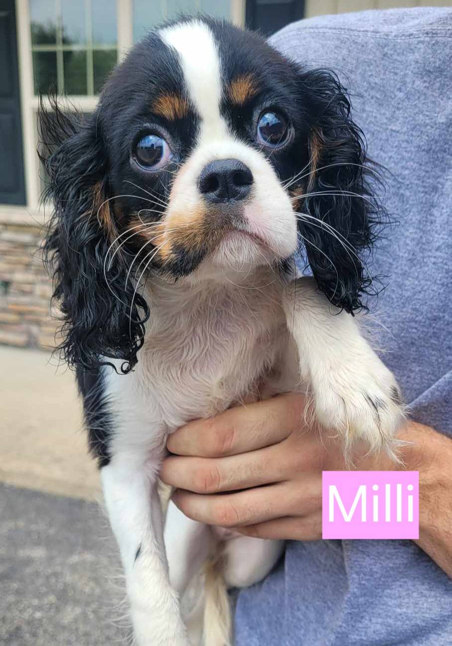 Milli - The Road Home Animal Project
