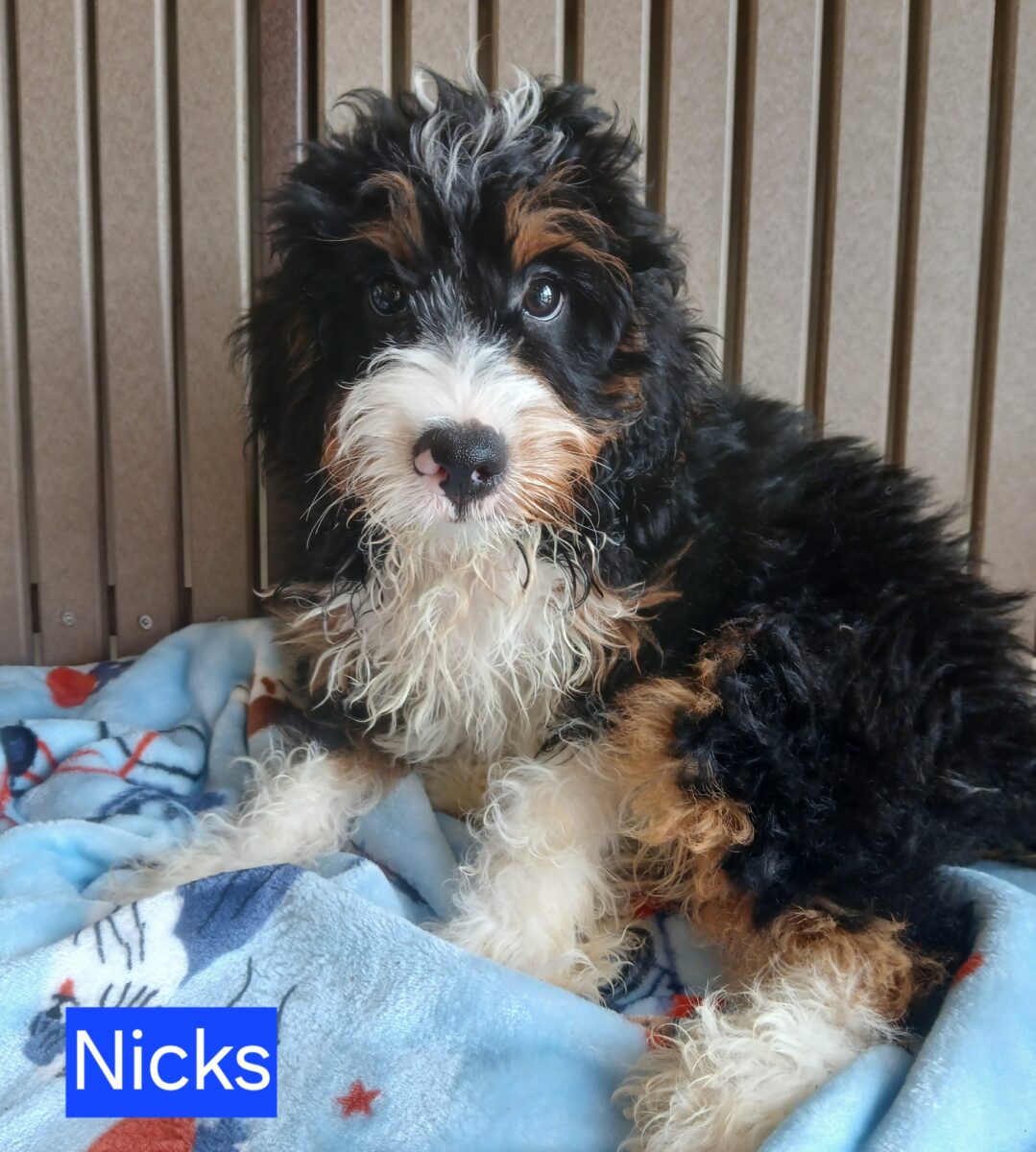 Nicks - The Road Home Animal Project