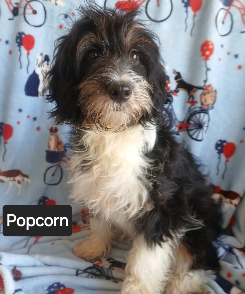 Popcorn - The Road Home Animal Project