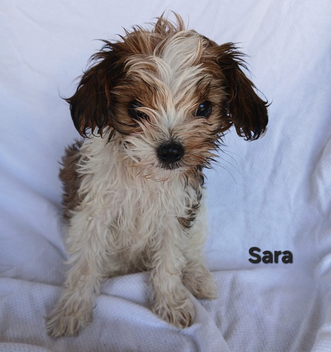 Sara - The Road Home Animal Project