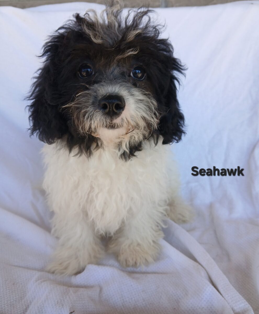 Seahawk - The Road Home Animal Project