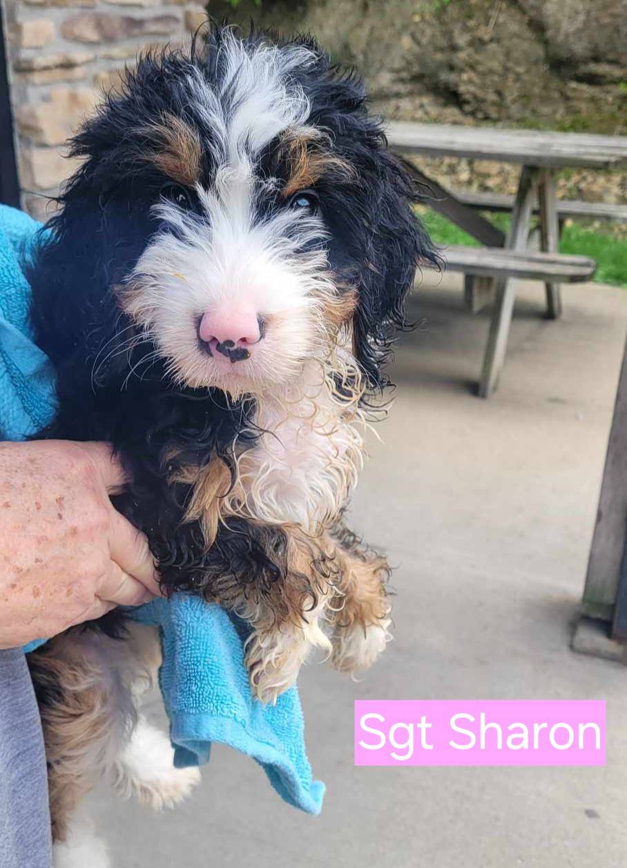 Sgt Sharon - The Road Home Animal Project