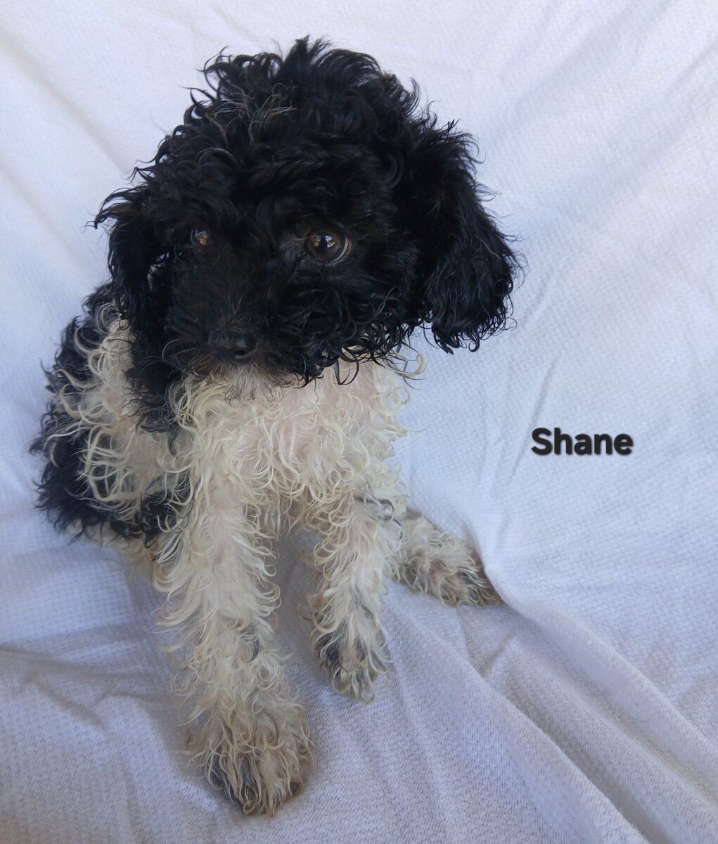 Shane - The Road Home Animal Project