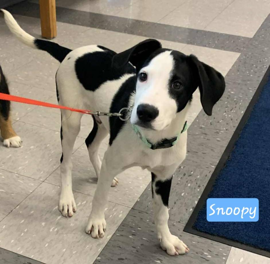 Snoopy (cell dog) - The Road Home Animal Project