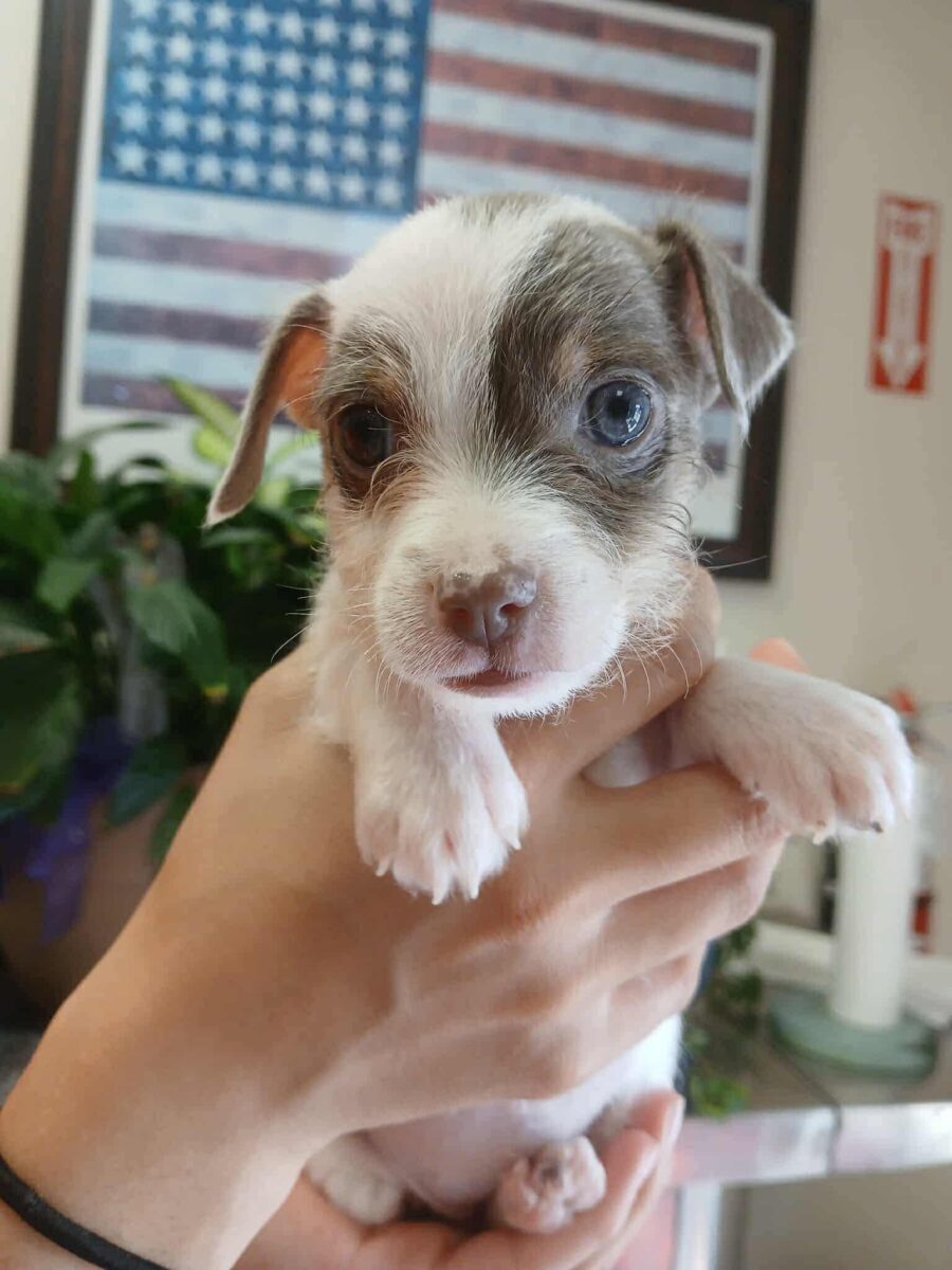 Sprinkle - The Road Home Animal Project