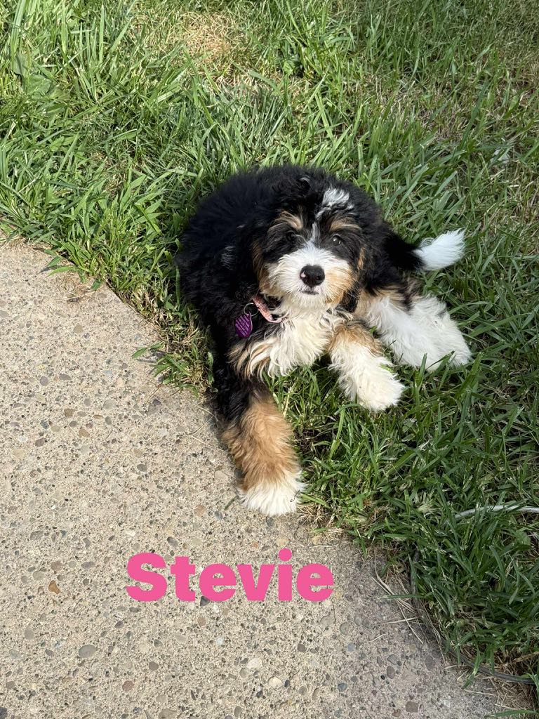 Stevie - The Road Home Animal Project