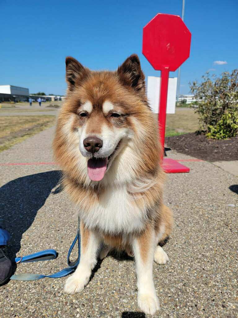 Syd (cell dog) - The Road Home Animal Project