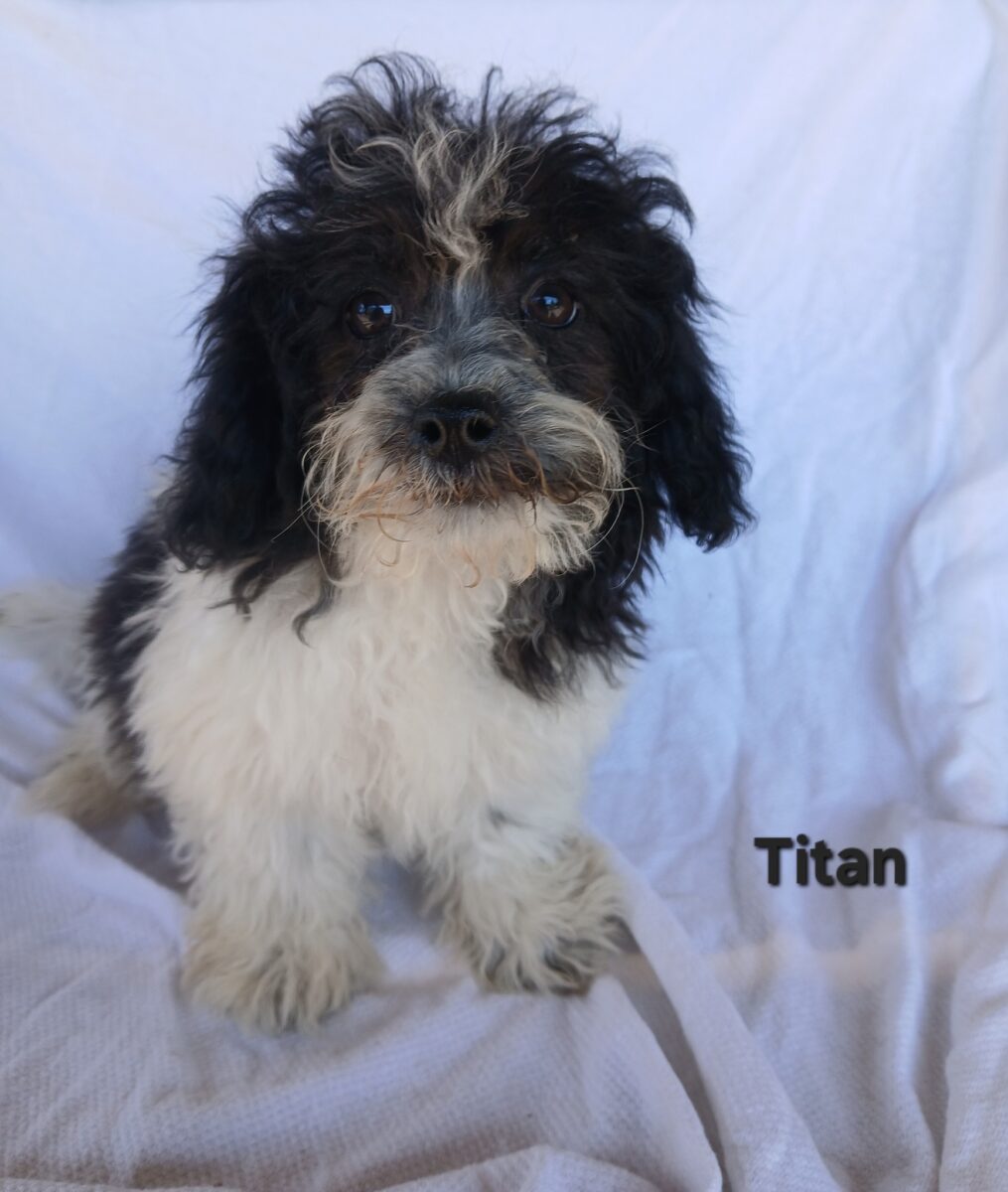 Titan - The Road Home Animal Project