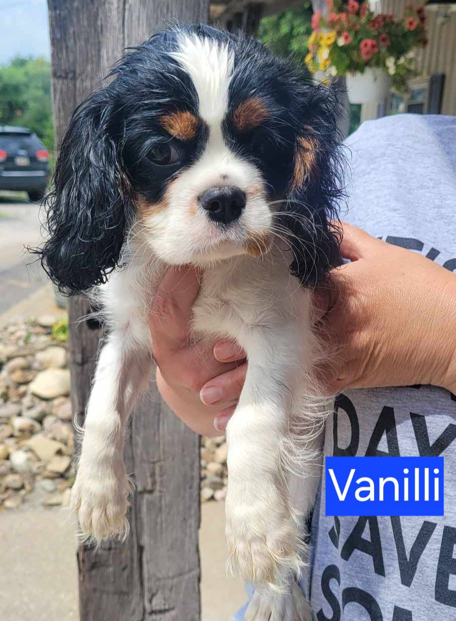Vanilli - The Road Home Animal Project