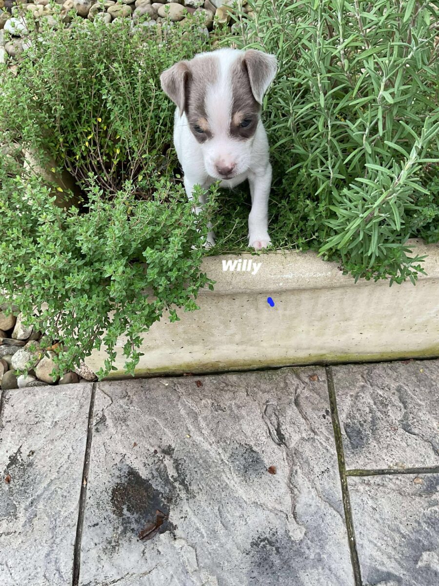 Willy - The Road Home Animal Project