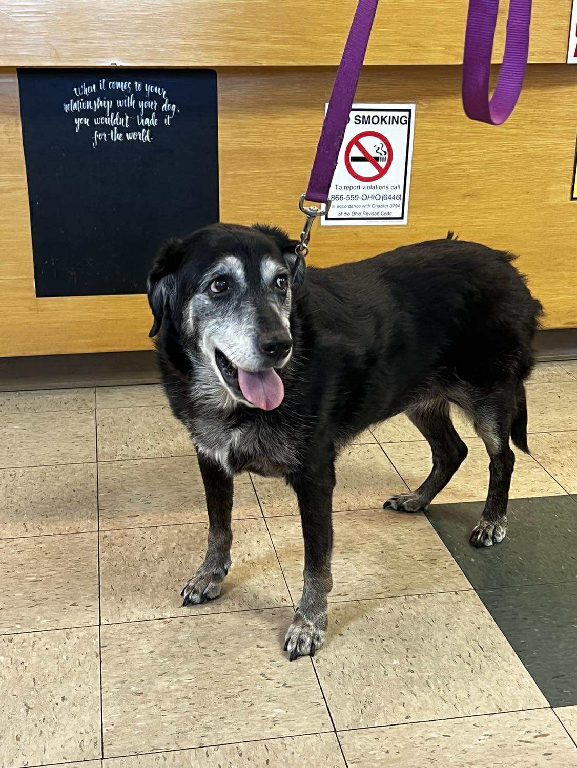 Zeba - The Road Home Animal Project