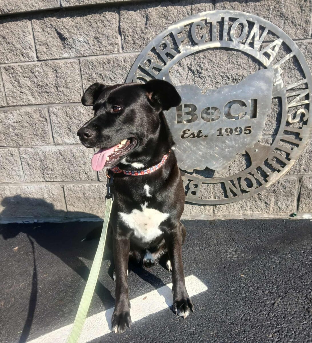 Buddy (cell dog) - The Road Home Animal Project