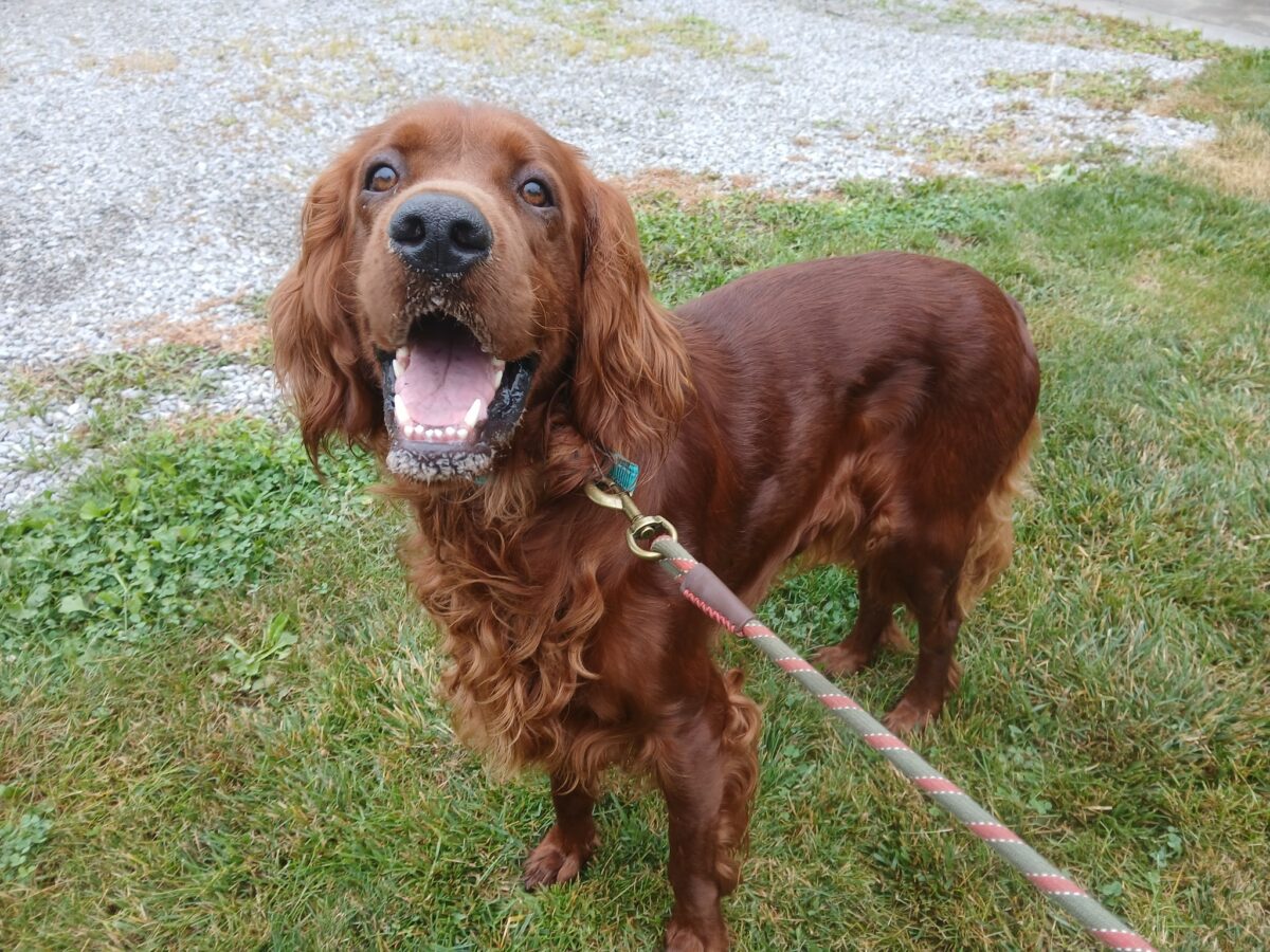 Red (cell dog) - The Road Home Animal Project