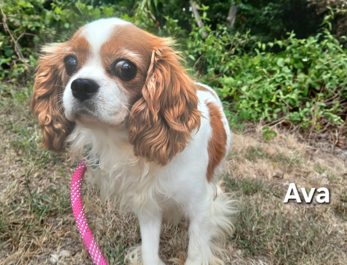 Ava - The Road Home Animal Project