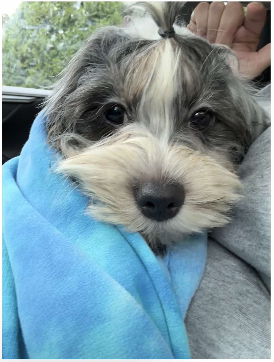 Bailee - The Road Home Animal Project