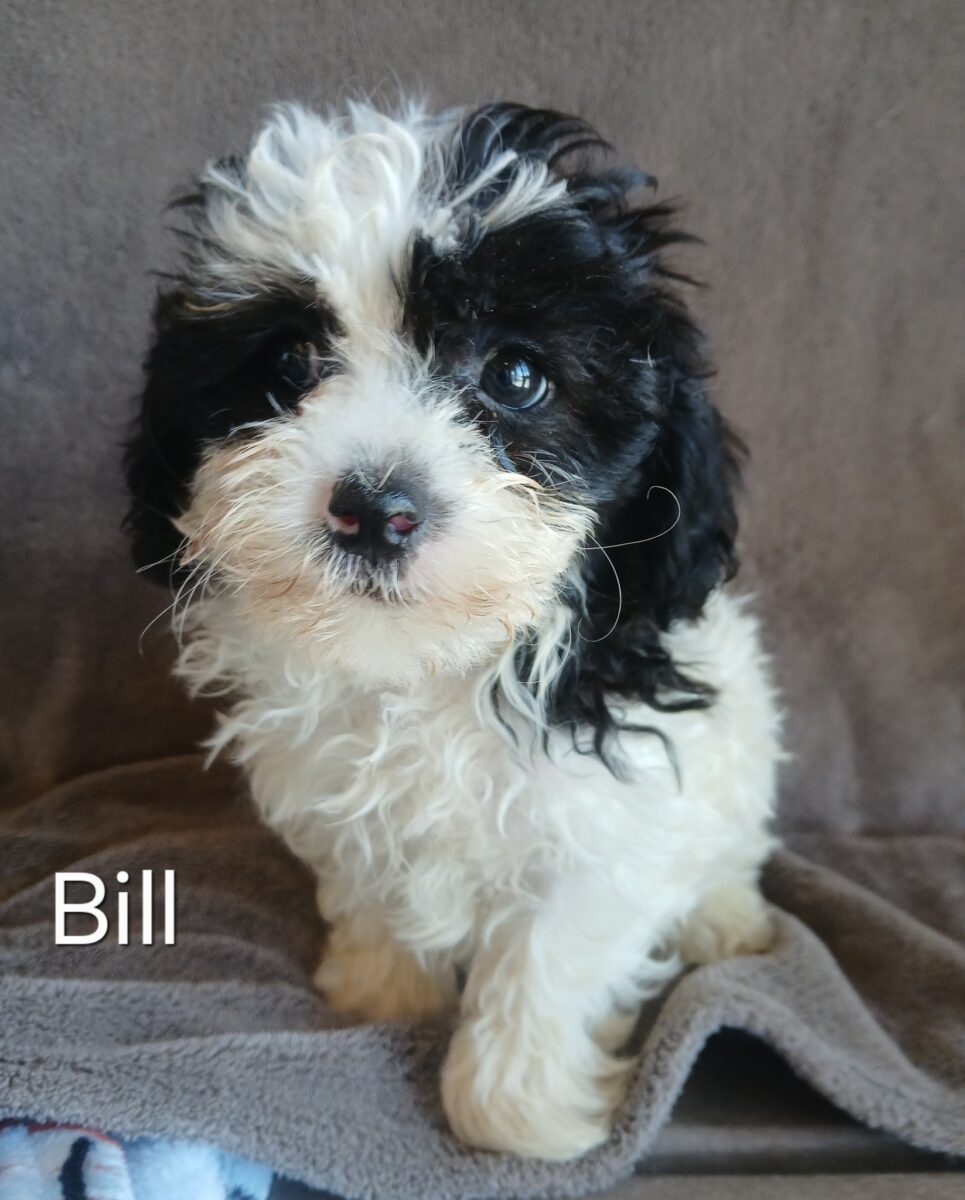 Bill - The Road Home Animal Project