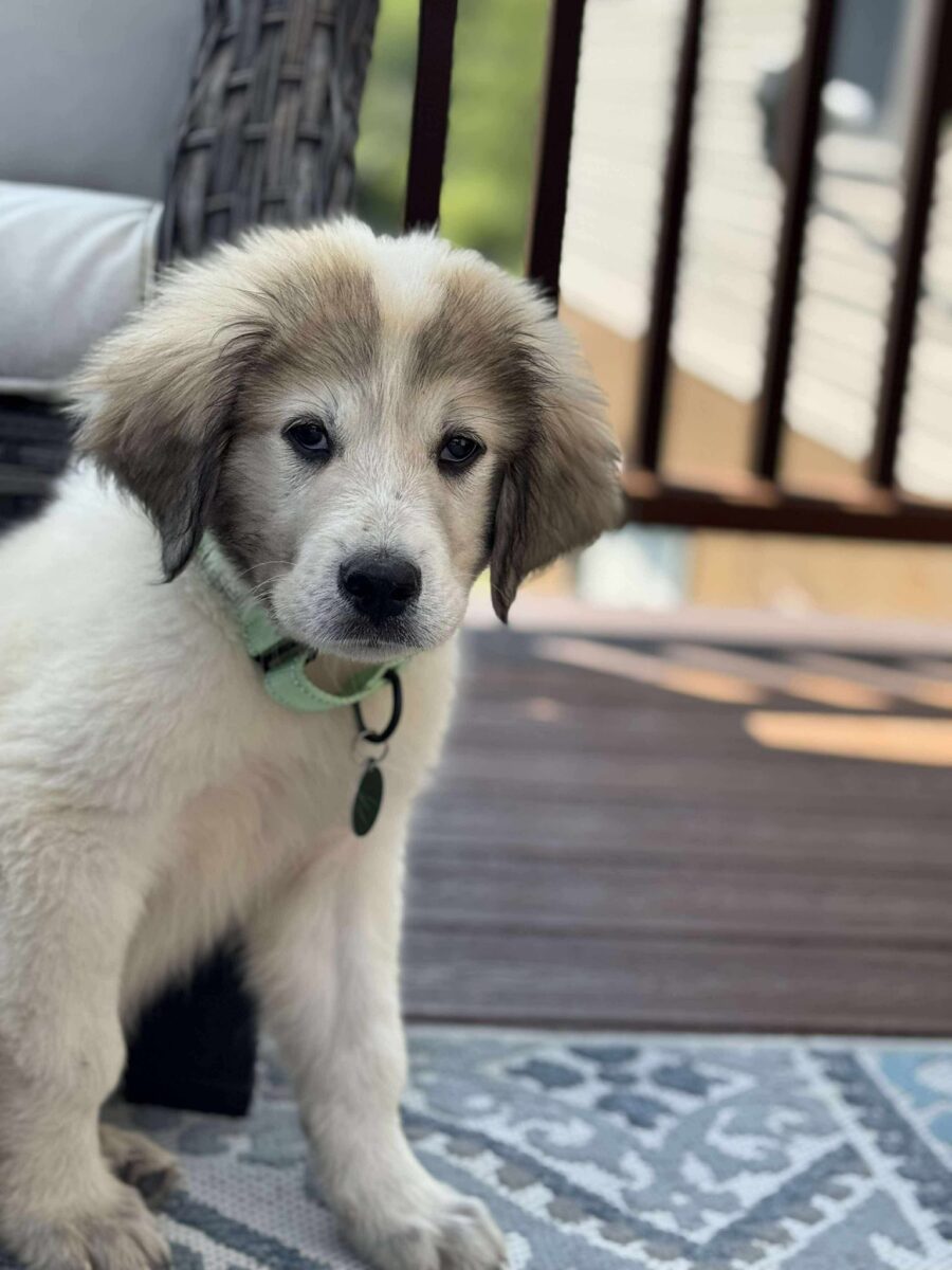 Bullet - The Road Home Animal Project