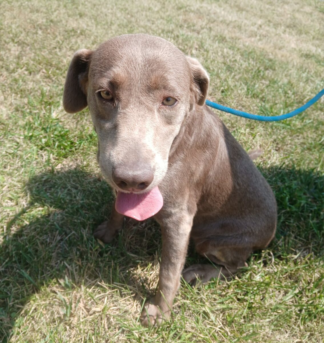 Callie (medical hold) - The Road Home Animal Project