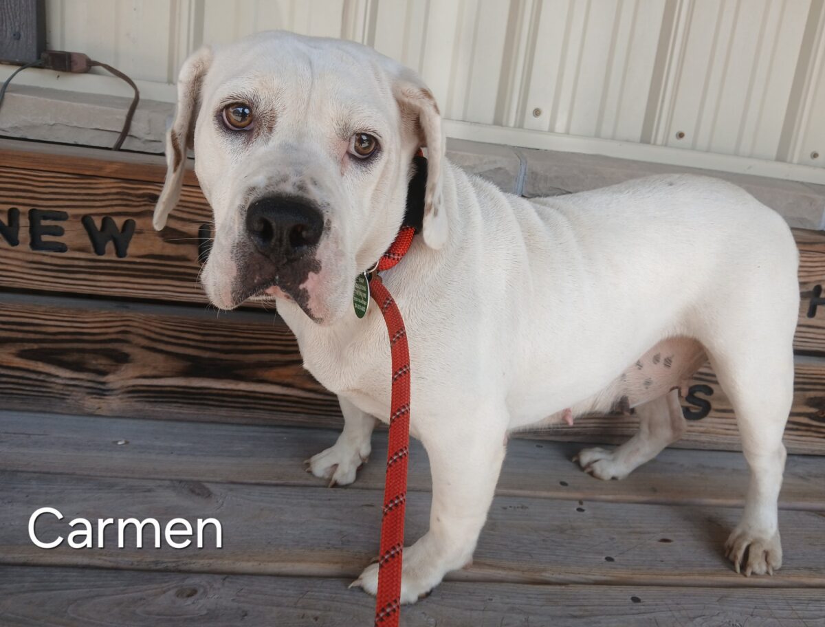Carmen - The Road Home Animal Project