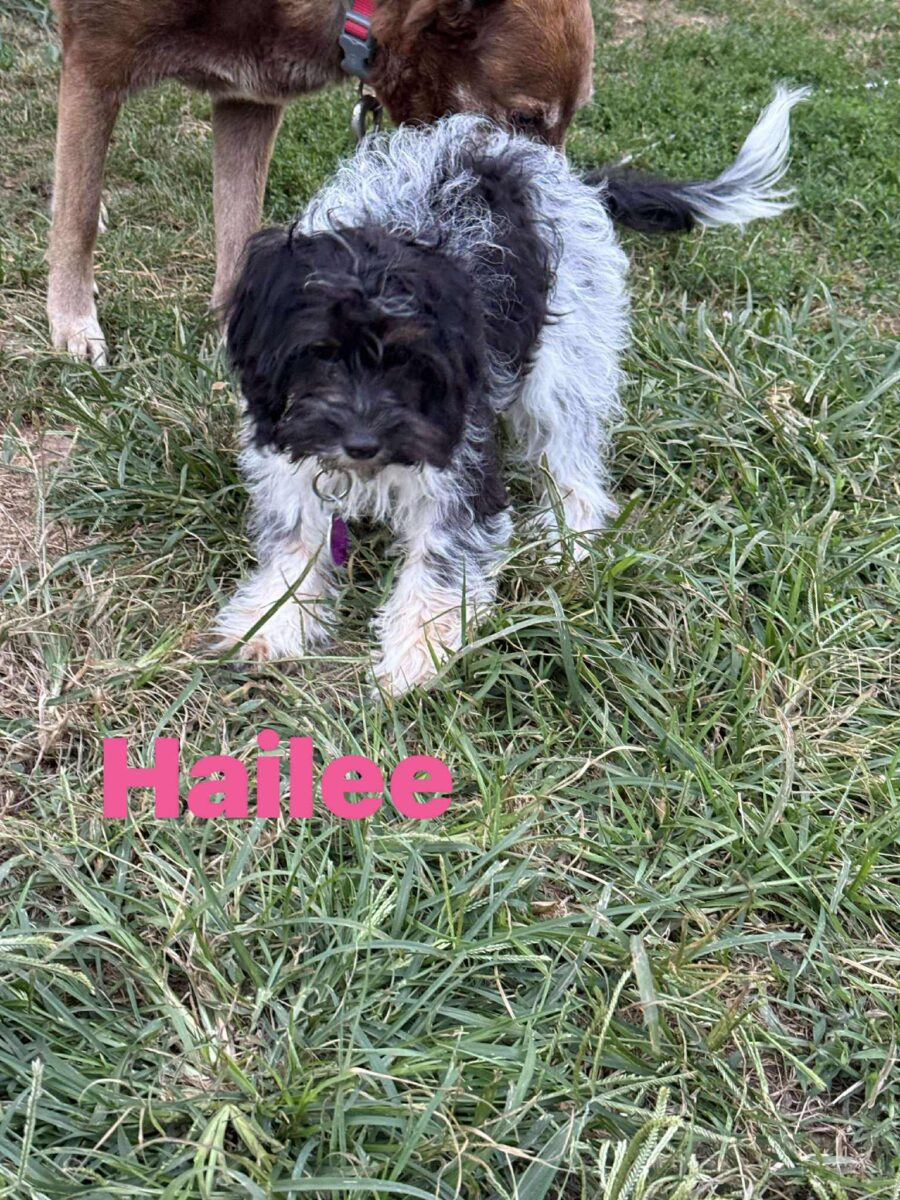 Hailee - The Road Home Animal Project