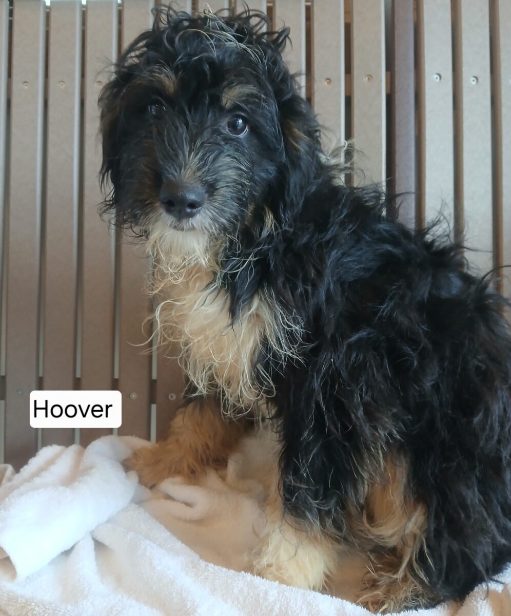 Hoover (cell dog) - The Road Home Animal Project