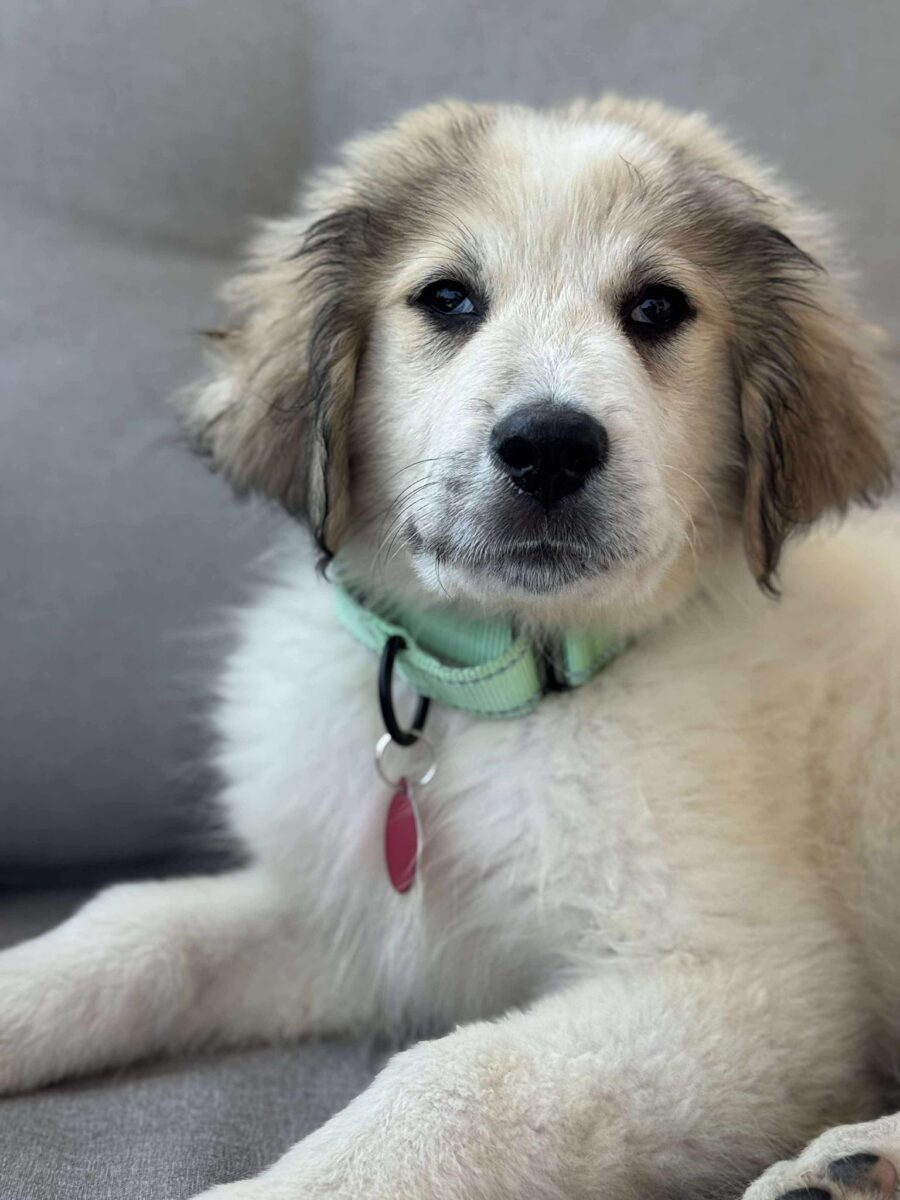 Liberty - The Road Home Animal Project