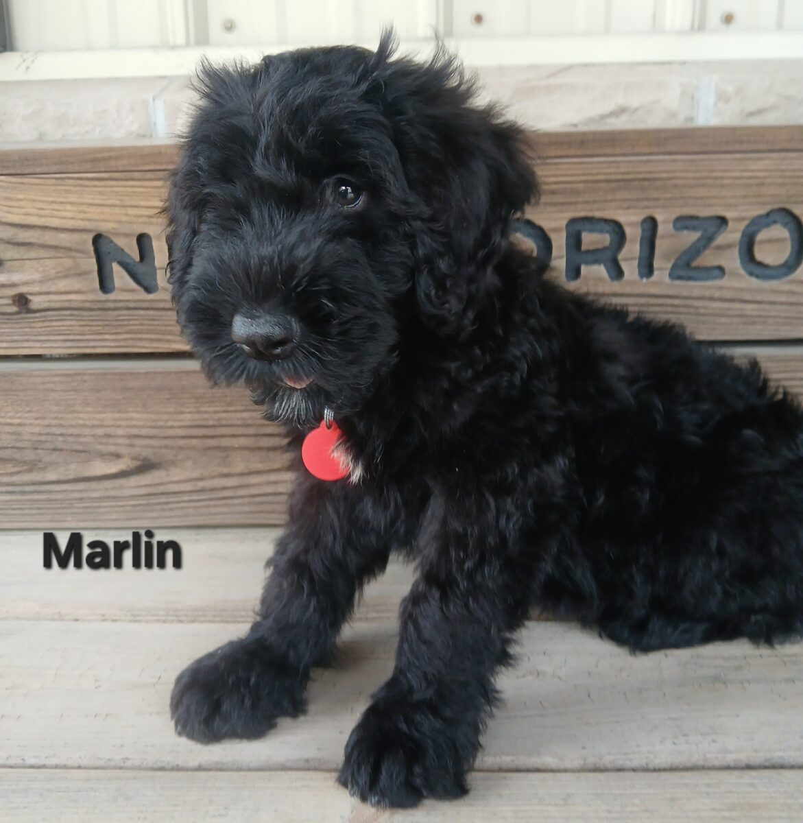 Marlin - The Road Home Animal Project