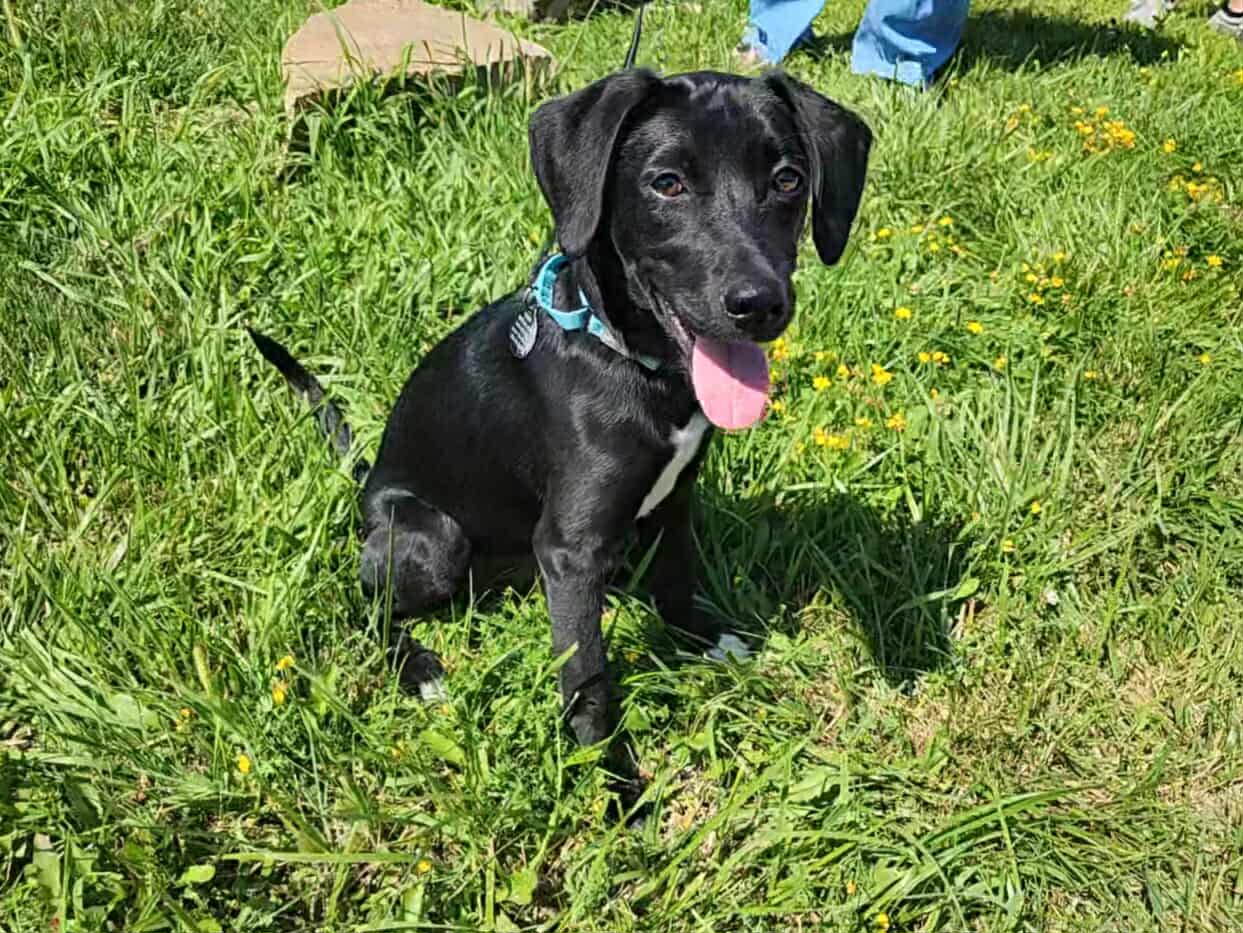 Midnight (cell dog) - The Road Home Animal Project