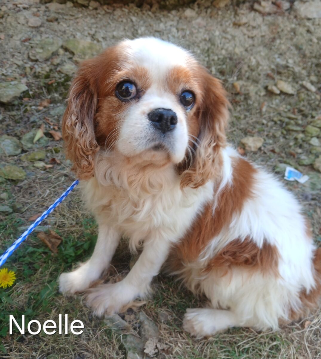 Noelle - The Road Home Animal Project