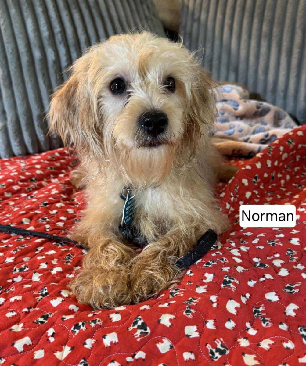 Norman - The Road Home Animal Project