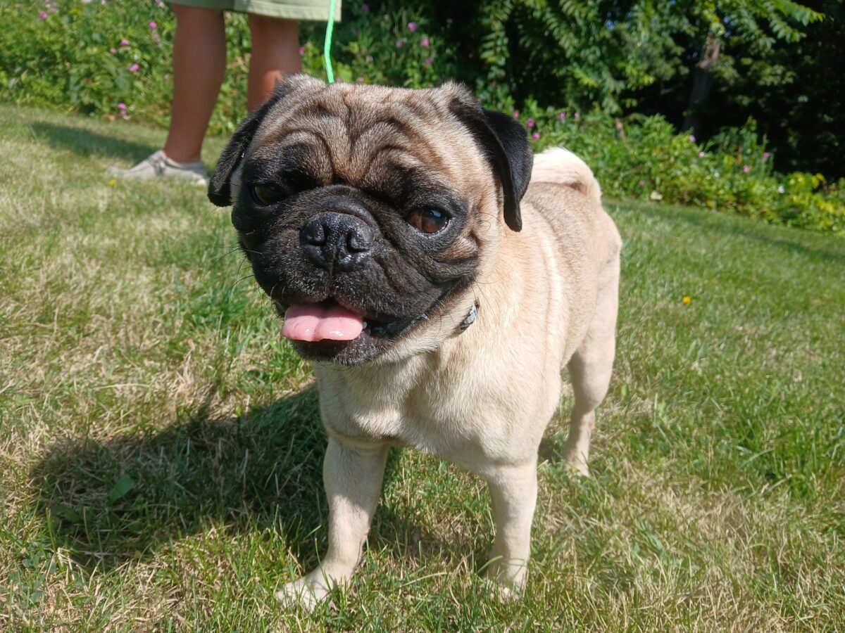 Pugsley - The Road Home Animal Project