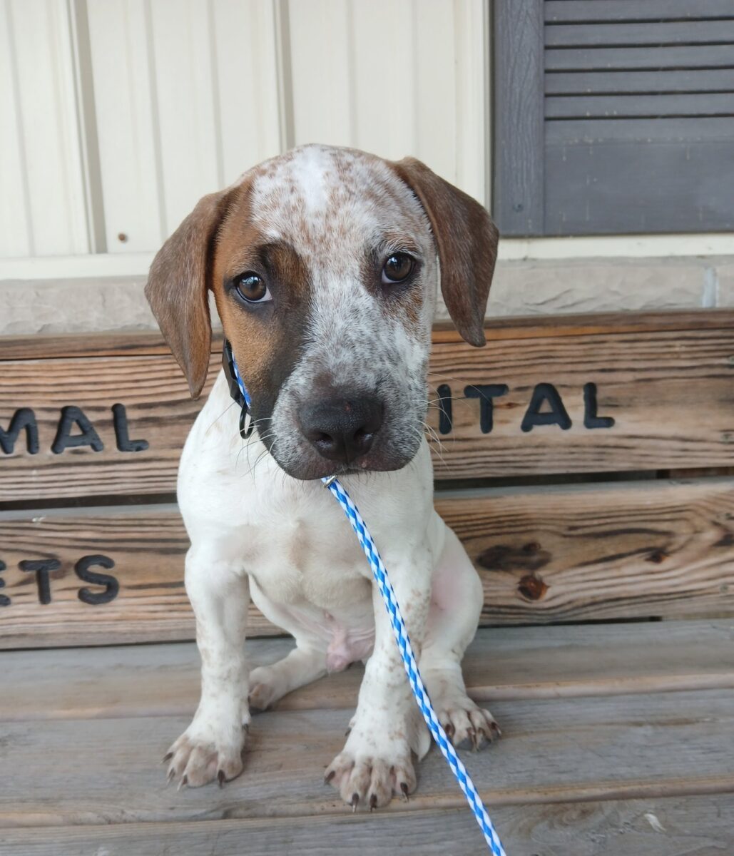 Quigley (cell dog) - The Road Home Animal Project