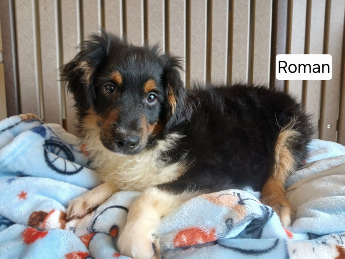 Roman (cell dog) - The Road Home Animal Project