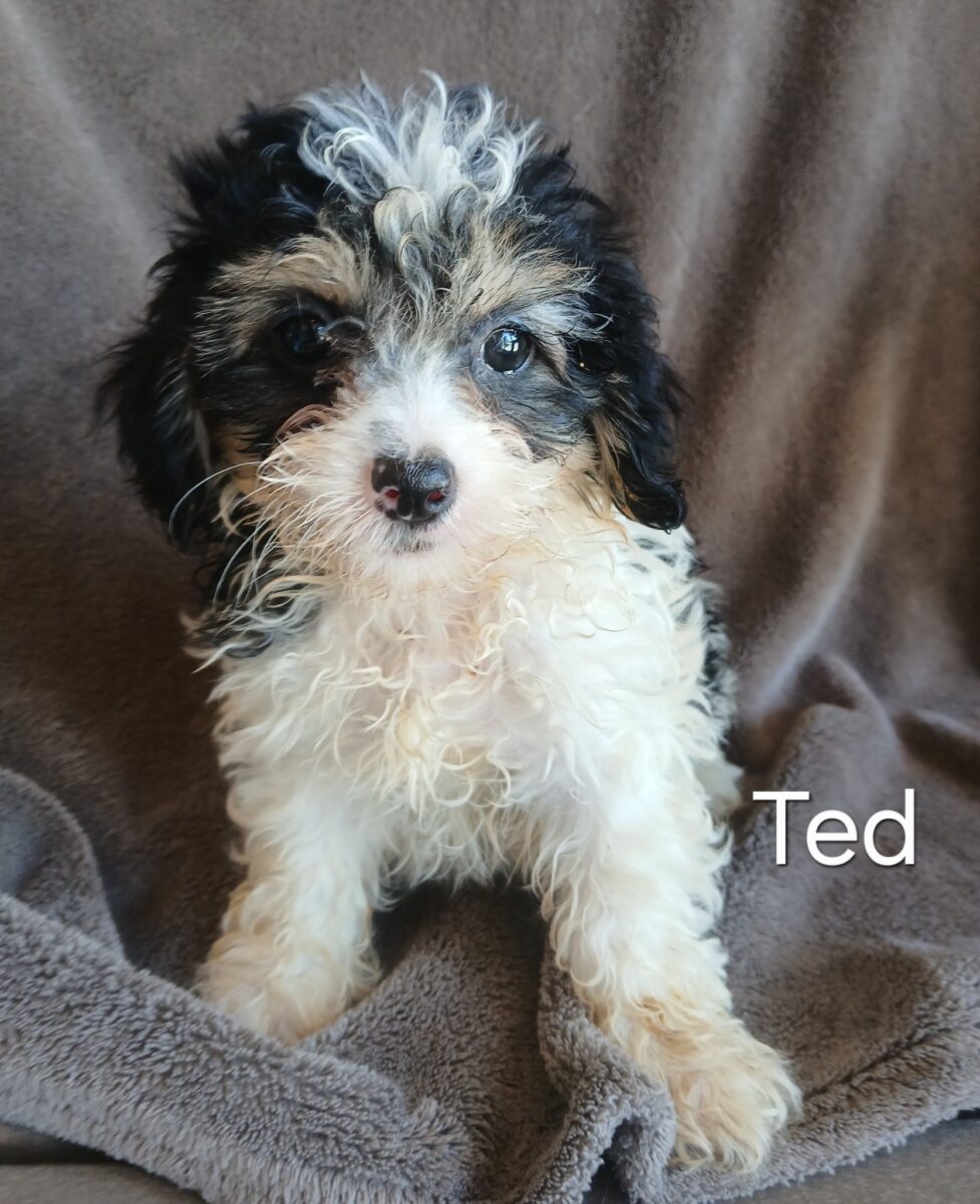 Ted - The Road Home Animal Project