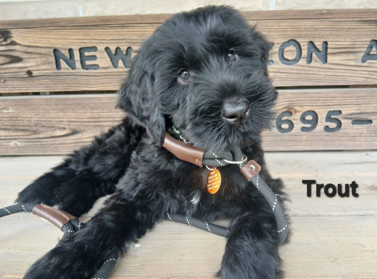 Trout - The Road Home Animal Project
