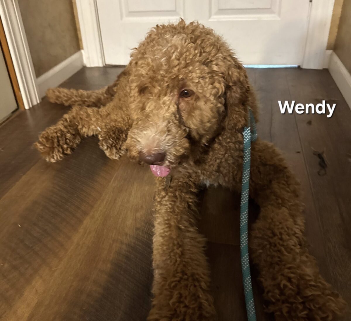 Wendy - The Road Home Animal Project