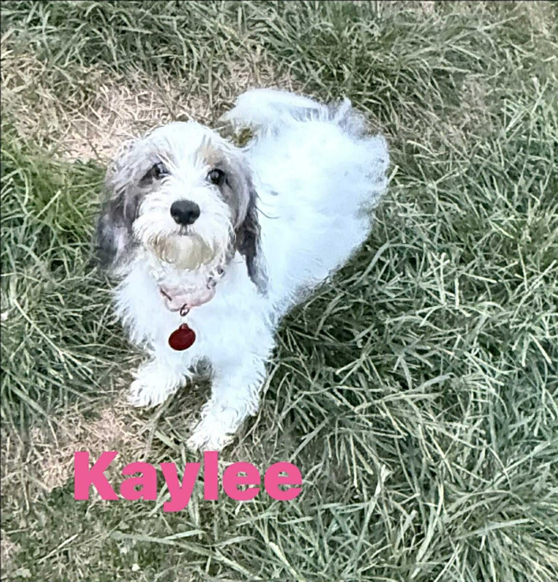 Kaylee - The Road Home Animal Project