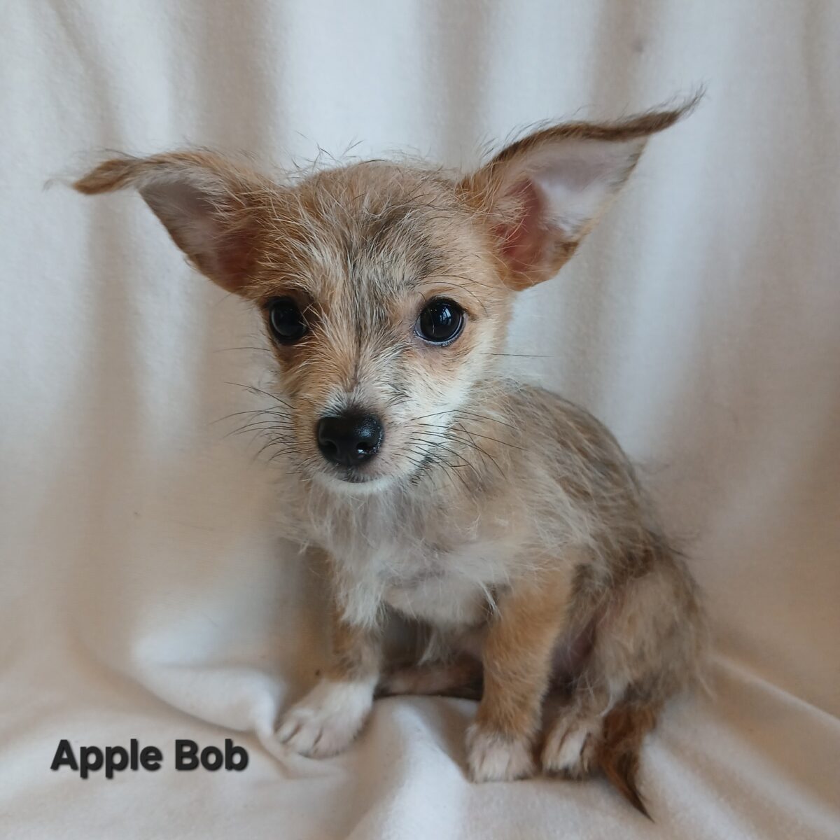 Apple Bob - The Road Home Animal Project