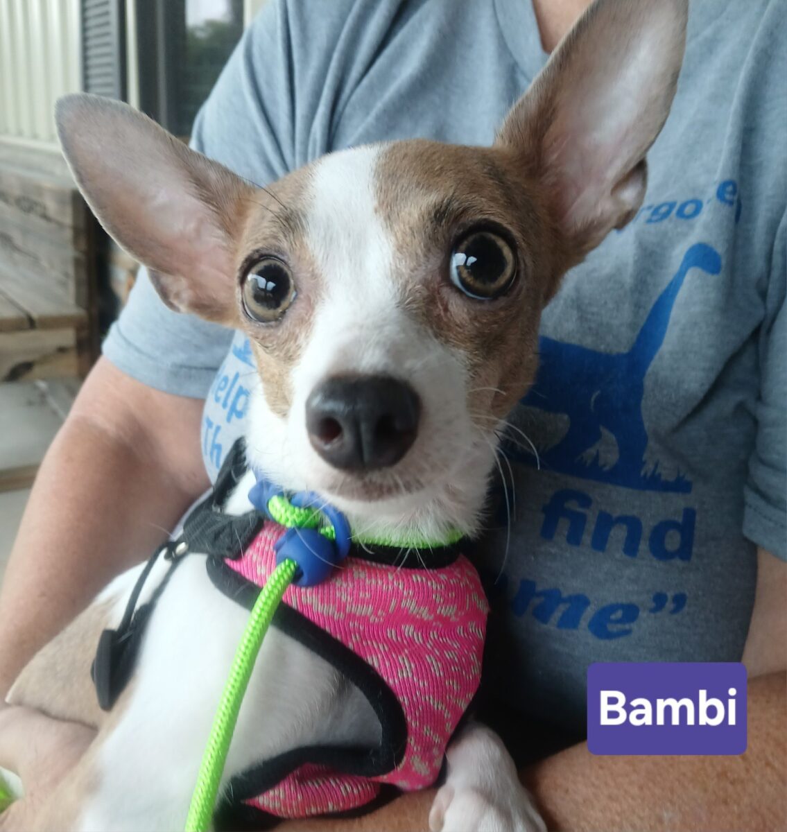 Bambi - The Road Home Animal Project