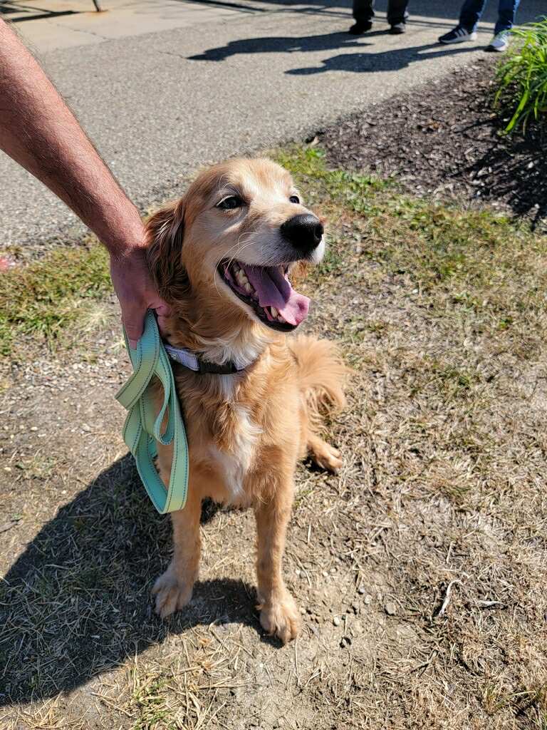 Gus (cell dog) - The Road Home Animal Project