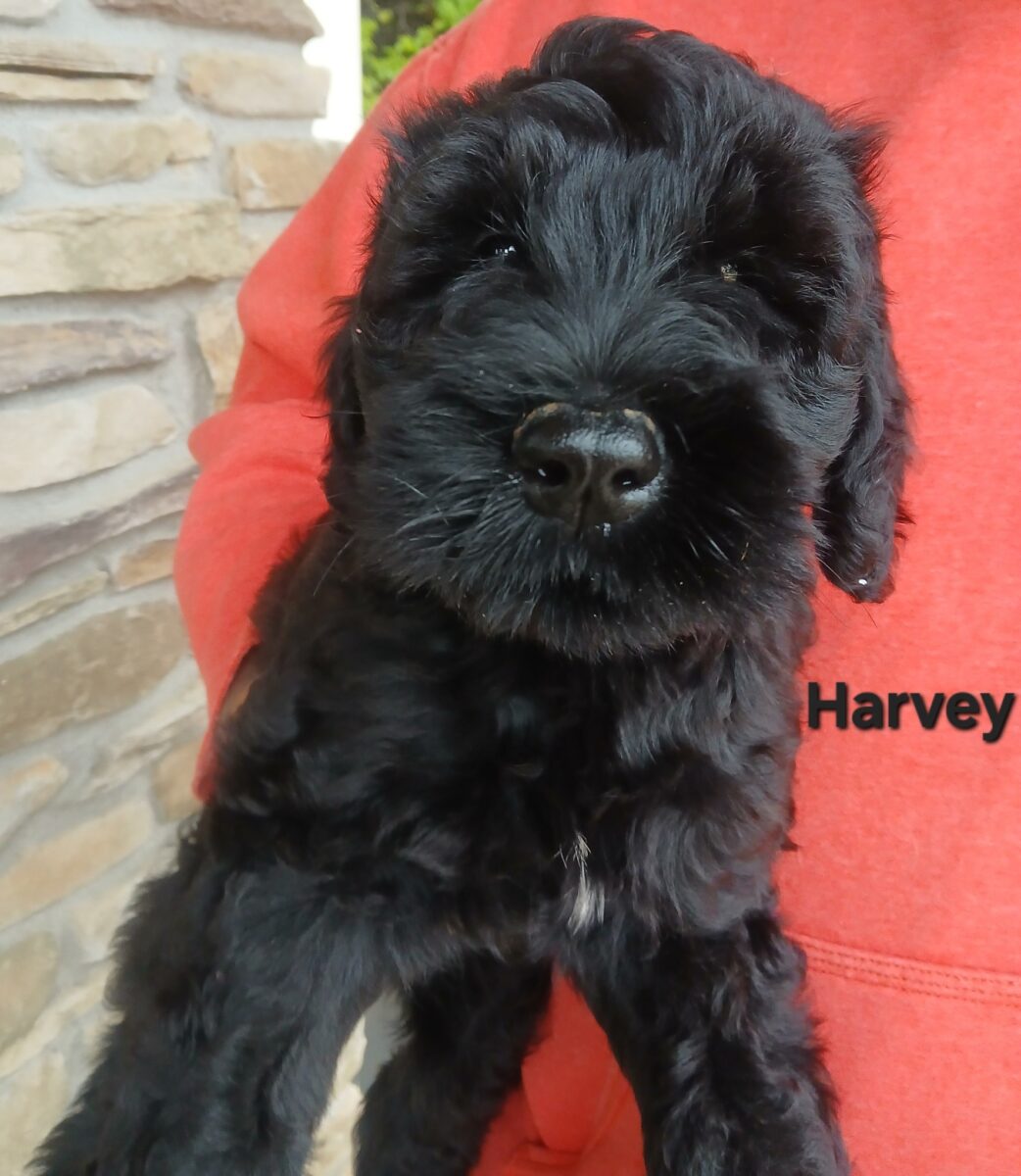 Harvey - The Road Home Animal Project