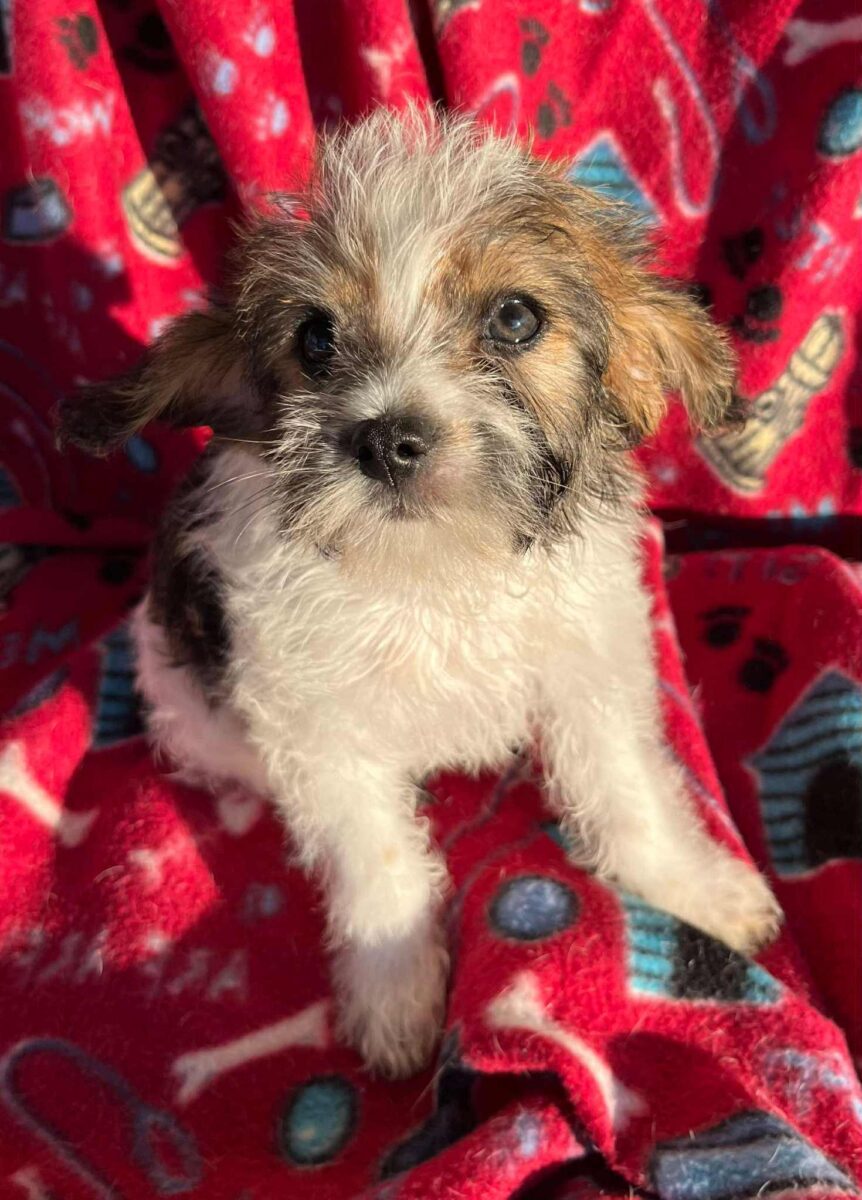 Kirk - The Road Home Animal Project