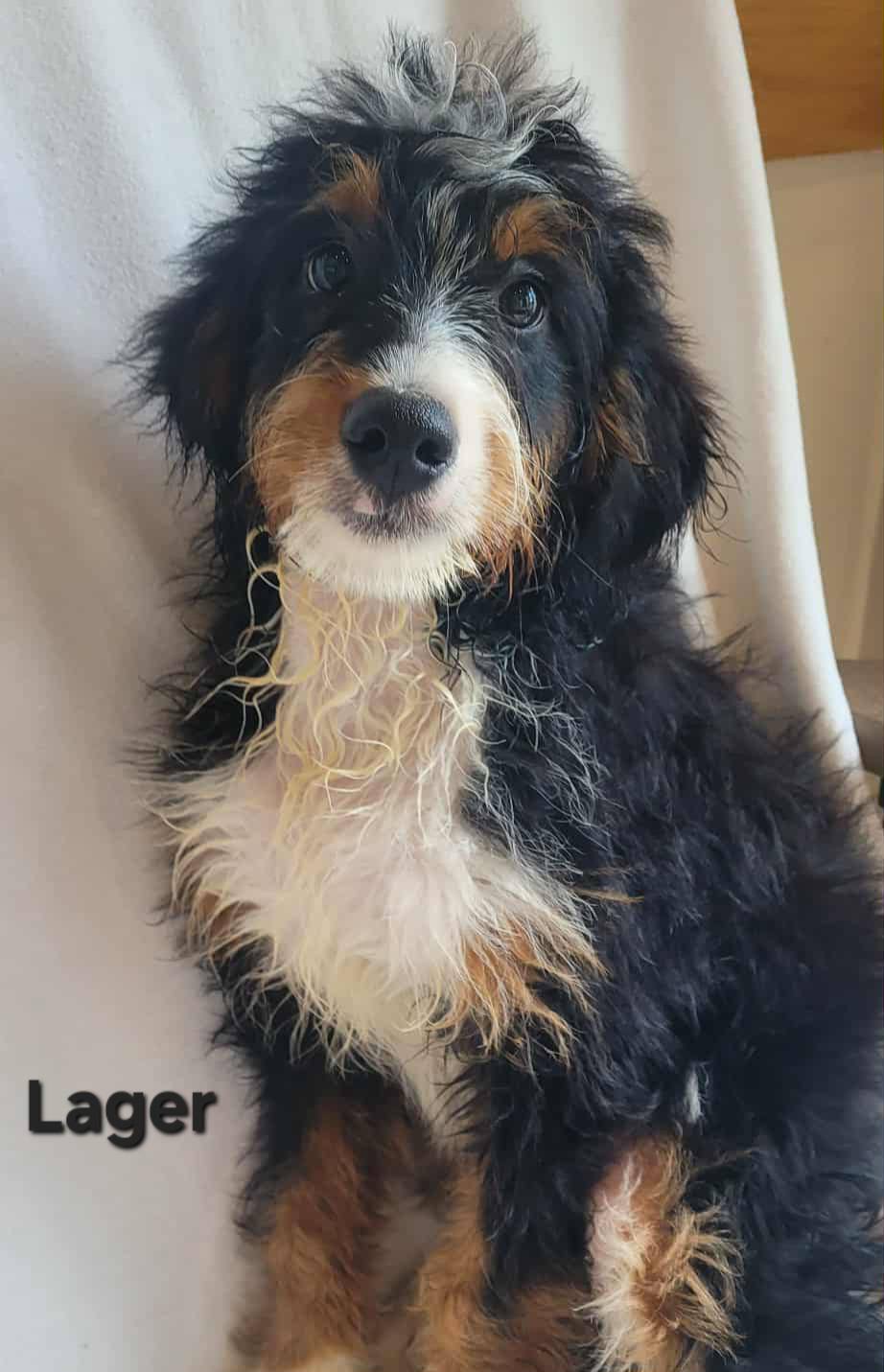 Lager - The Road Home Animal Project