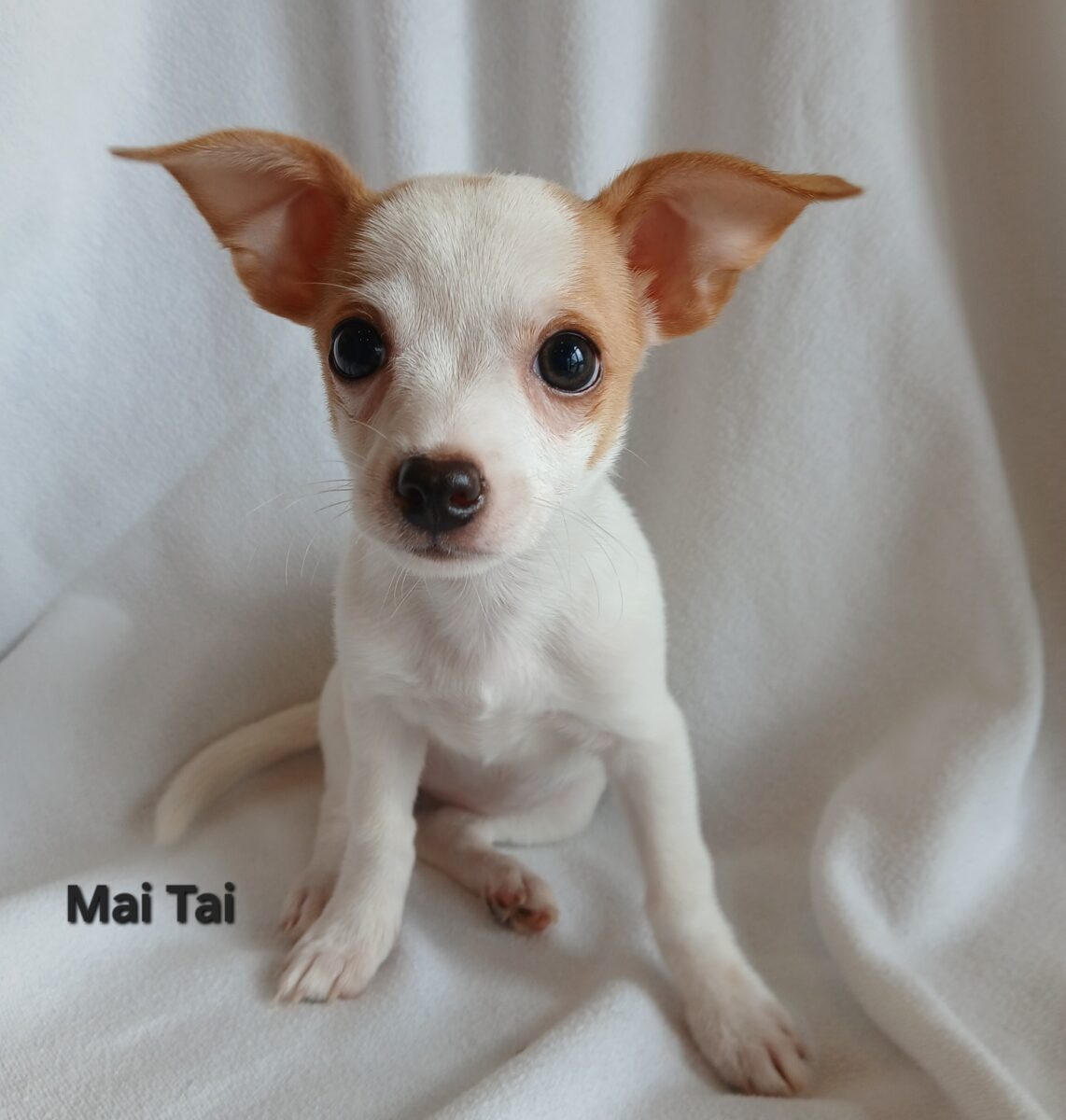 Mai Tai - The Road Home Animal Project