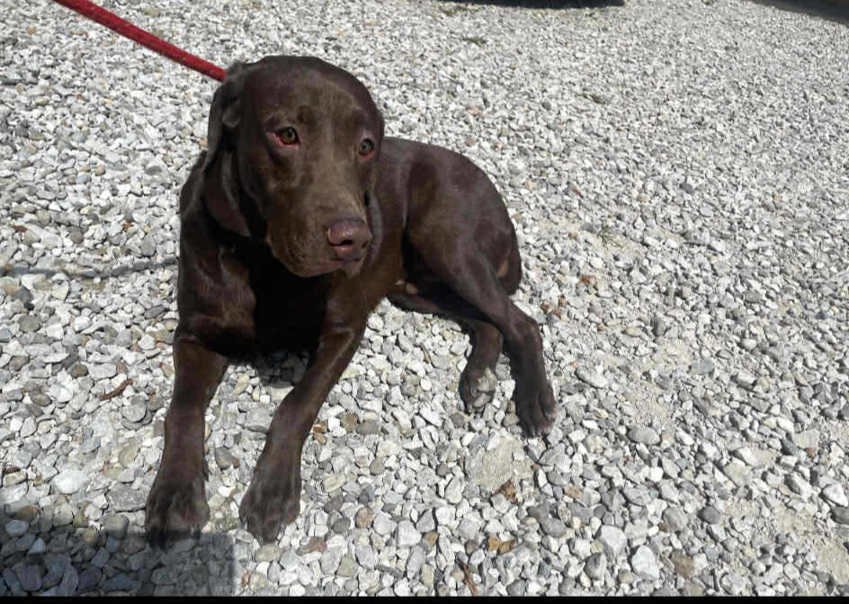 Maximus (cell dog) - The Road Home Animal Project