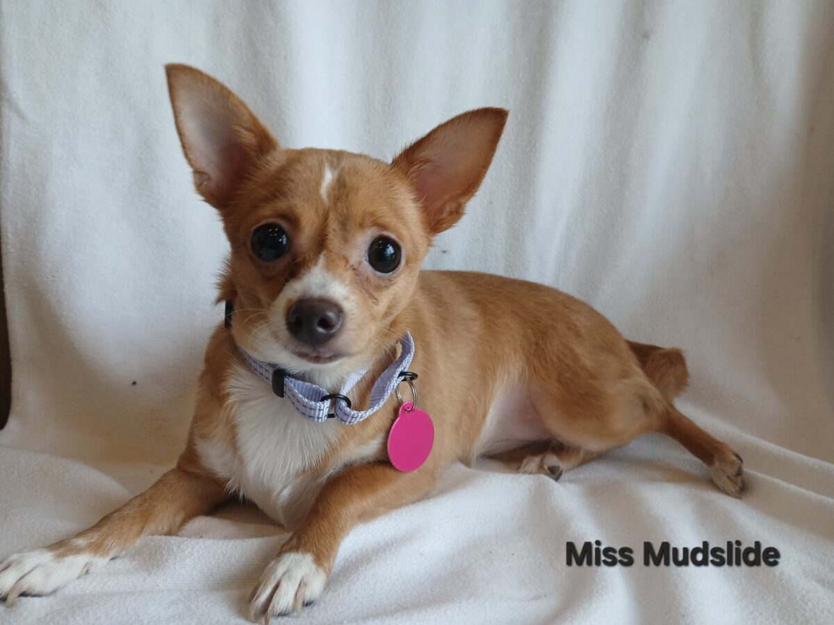 Miss Mudslide - The Road Home Animal Project