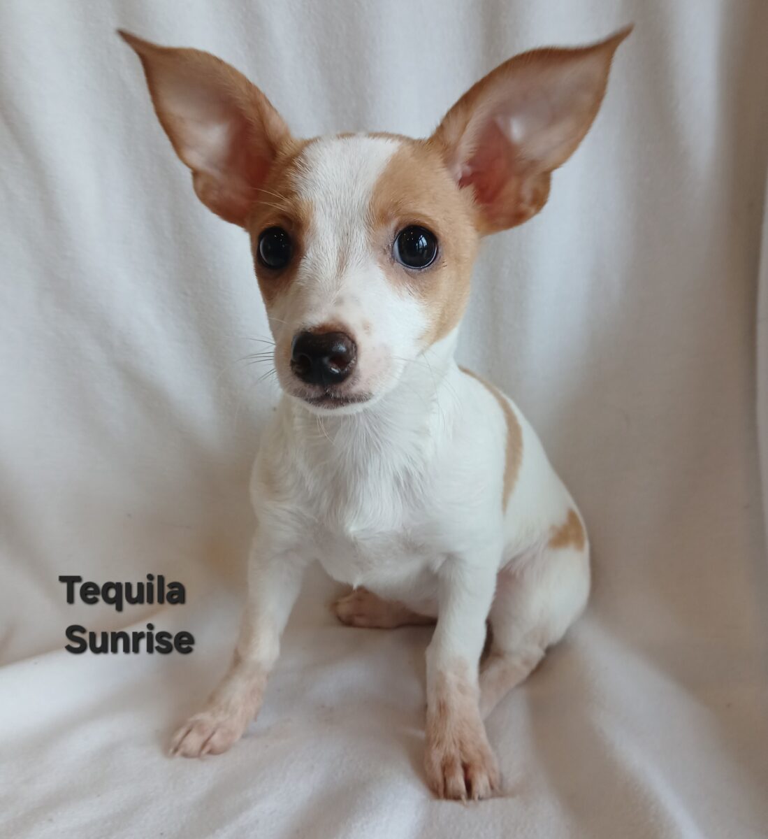 Tequila Sunrise - The Road Home Animal Project