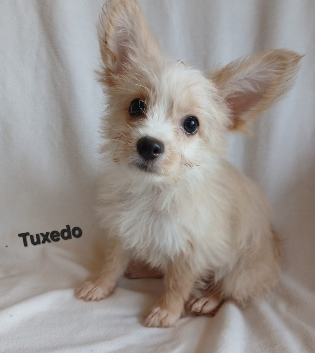 Tuxedo - The Road Home Animal Project