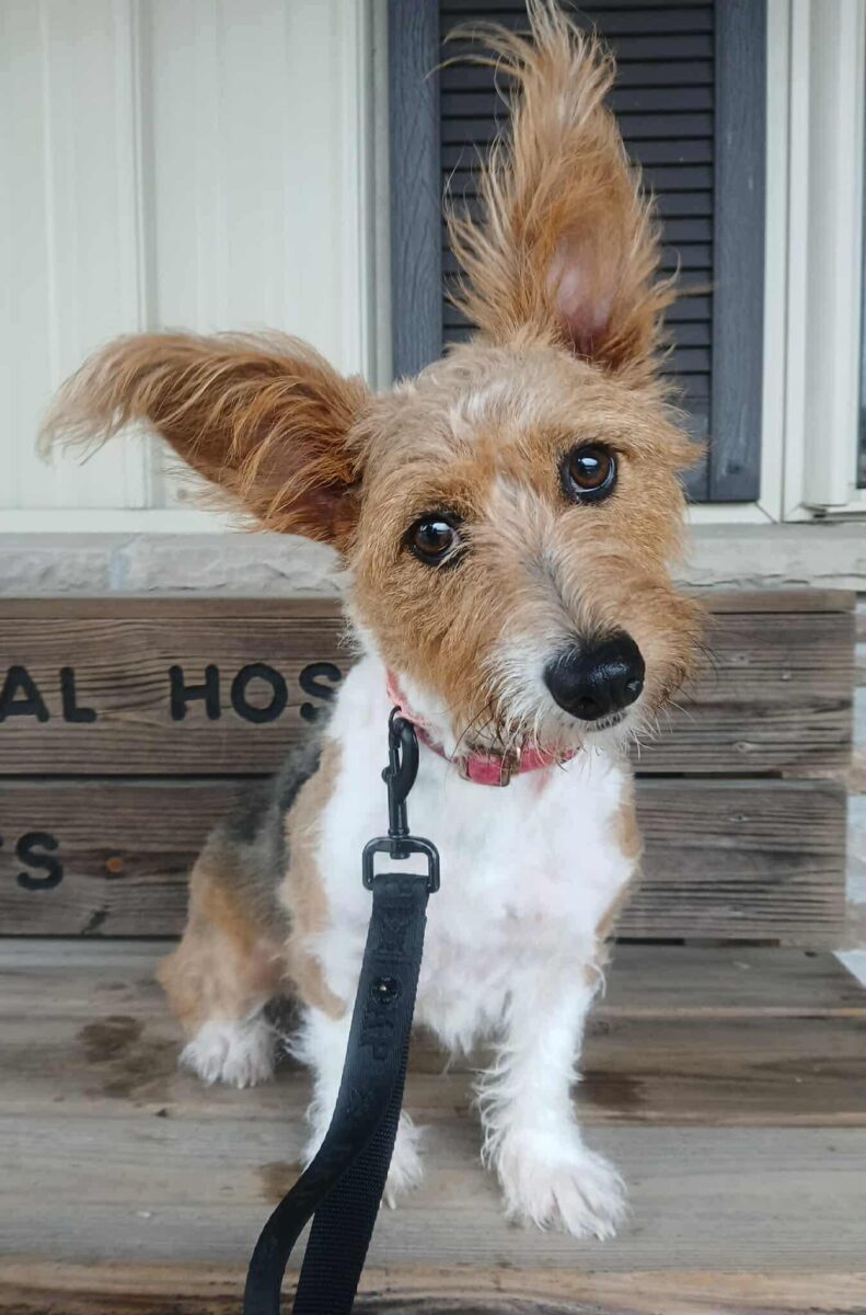 Thea (cell dog) - The Road Home Animal Project